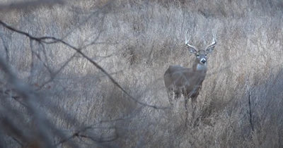 SZN - Kansas Buck Cruise Fest!