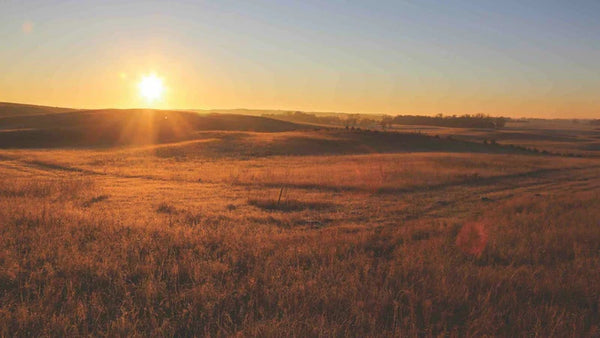 Grand View Outdoors - Whitetail Scouting: Get Started Now and Don’t Stop